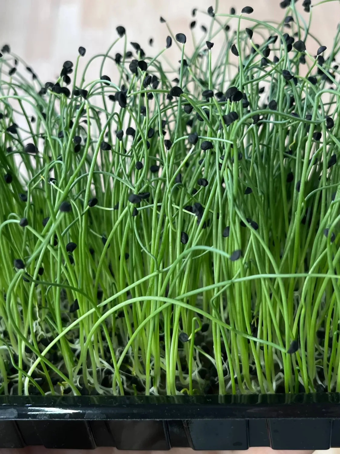 Микрозелень лука